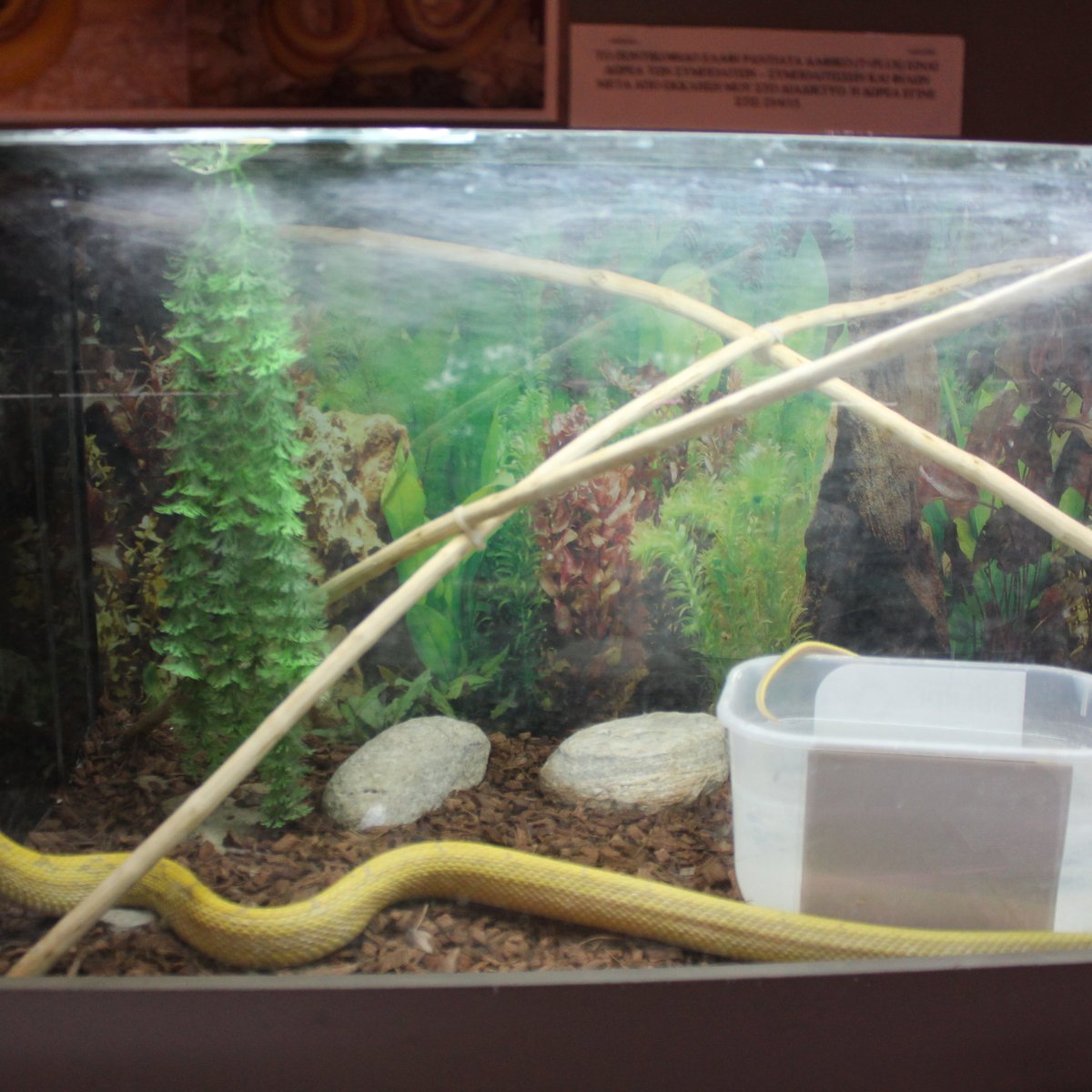 Snake Animal Porn Captions - Aquarium-Reptile House - All You Need to Know BEFORE You Go (with Photos)