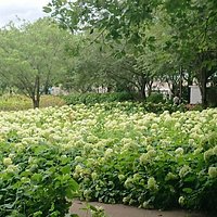 小陰があり暑いこの時期でも散歩するのに良い公園です。公園に来る前にスーパー(アルプス)やパン屋(パンパティ:カレーパンがオススメ)もあるのでお弁当を買って過ごすのに良い場所です。