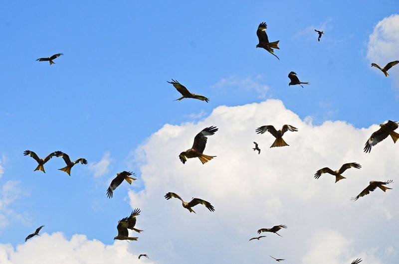 feeding red kites