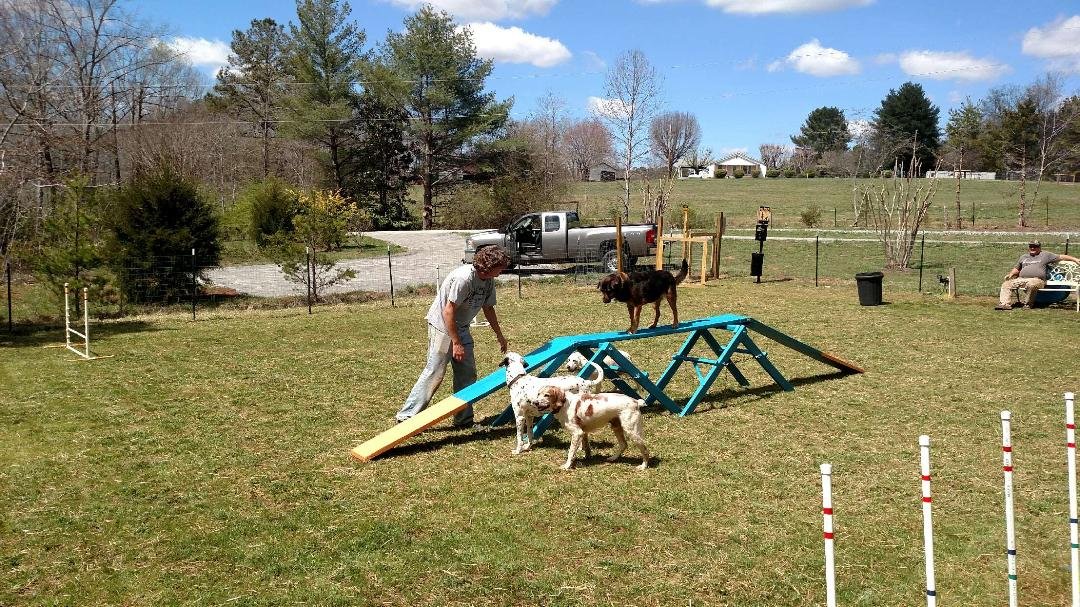 Four 2024 paws agility