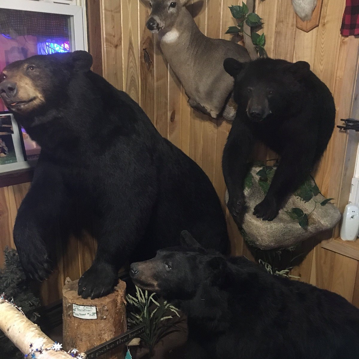 Black Bear Bar & Campground (Holcombe, WI) - Review - Tripadvisor