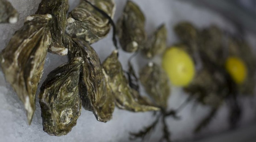 Oysters on ice