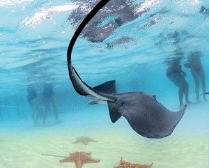 Saiba como é nadar com arraias em Stingray City, nas Ilhas Cayman