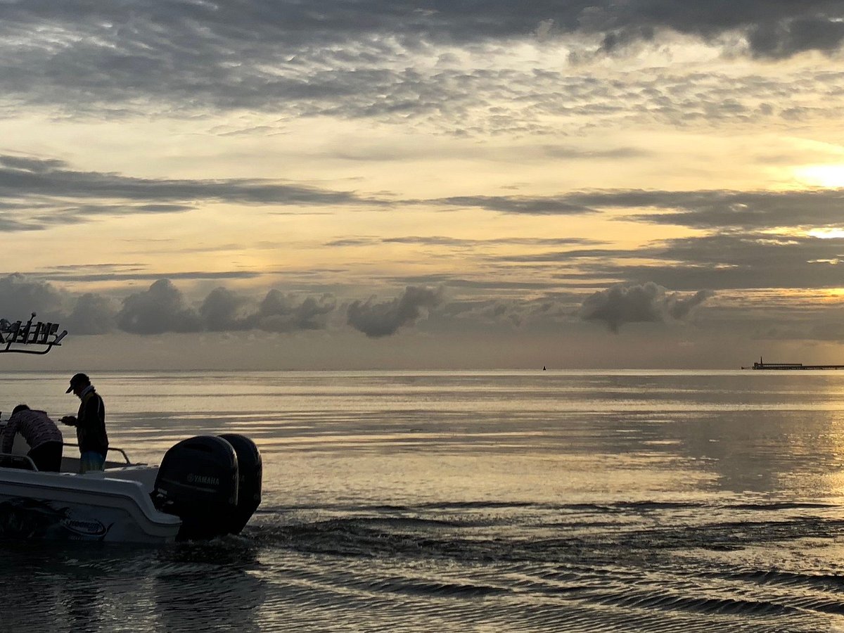 Deep-water denizen stranded in Sept-Îles - Baleines en direct