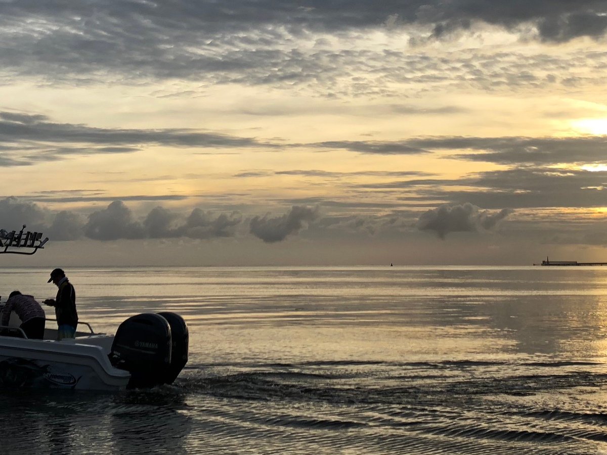 Deep-water denizen stranded in Sept-Îles - Baleines en direct