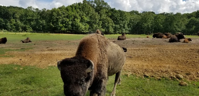 Escape to Nature's Embrace: Mississippi's Goshen Springs Campground