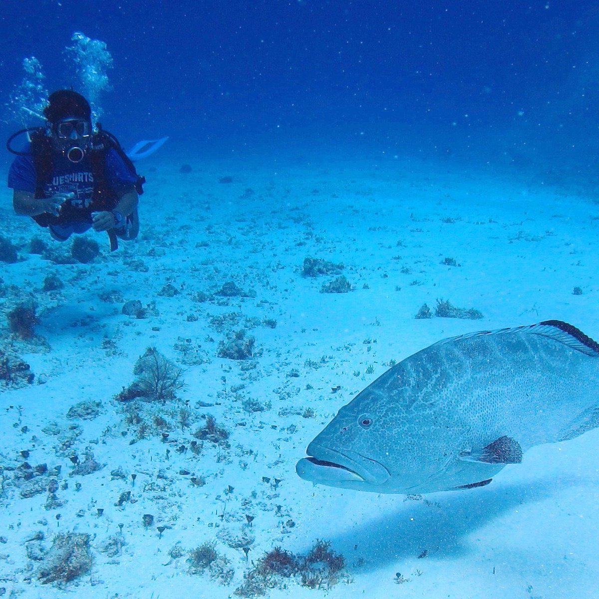 El Paso del Cedral Reef (Cozumel) - All You Need to Know BEFORE You Go