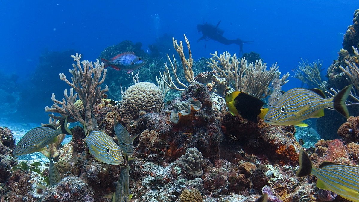 Introducir 72+ imagen columbia reef cozumel snorkeling