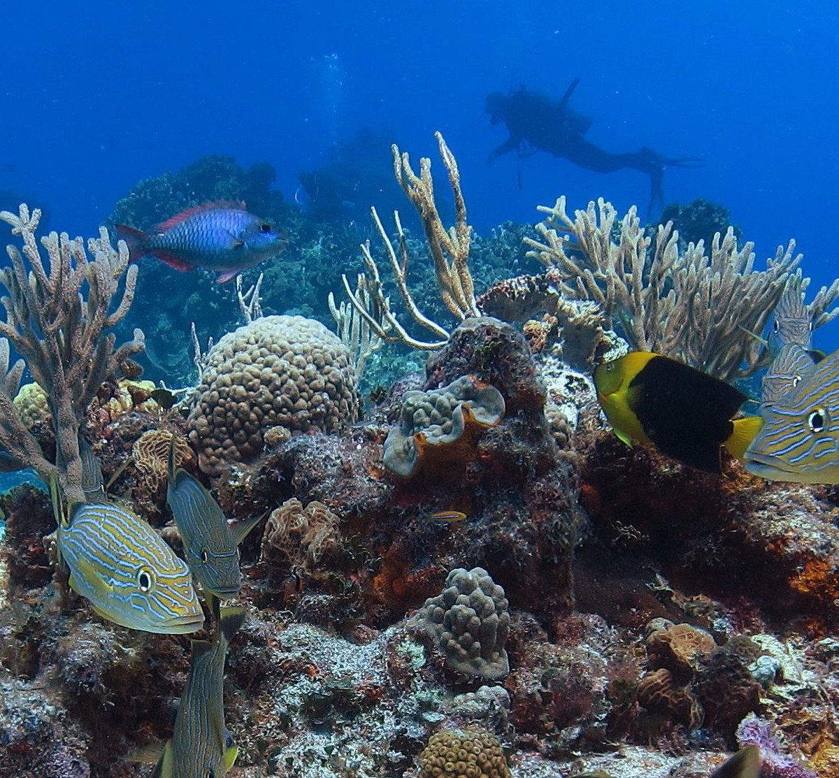 Introducir 44+ imagen columbia reef cozumel