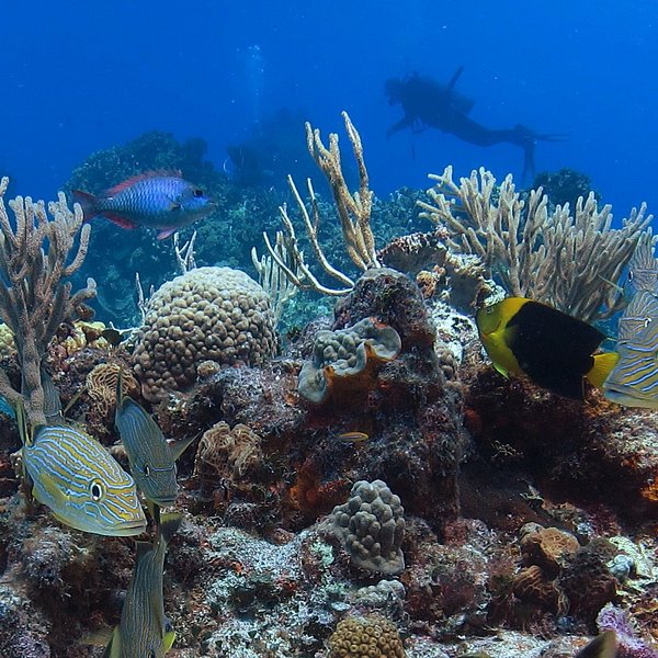 chankanaab shallow reef