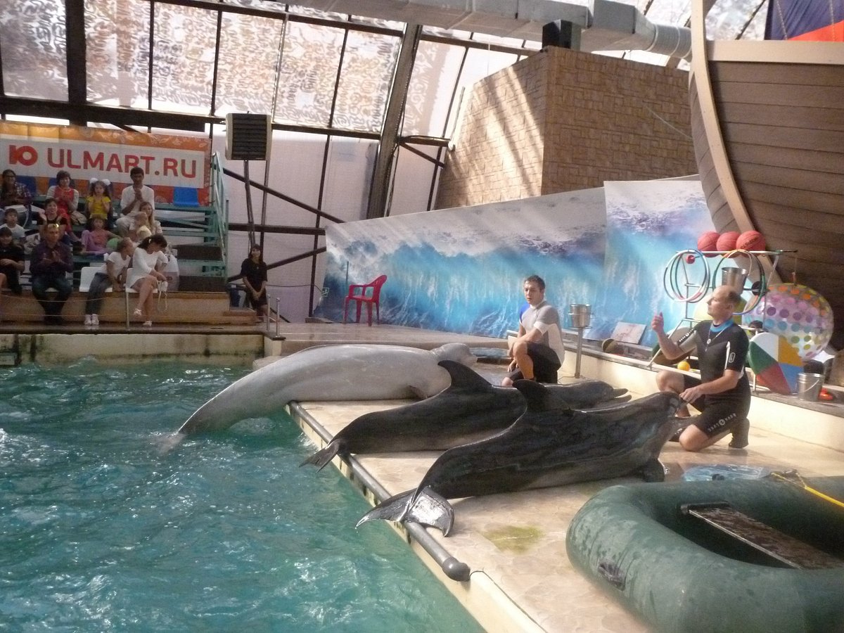 DOLPHINARIUM: All You Need to Know BEFORE You Go (with Photos)