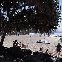 Some trees by the beach