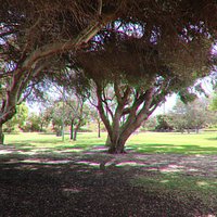 Trees give sshade