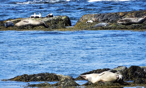 Birds and seals sunbathing on the rocks