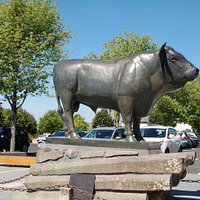 taureau Aubrac
