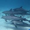 Dolphinswelfare