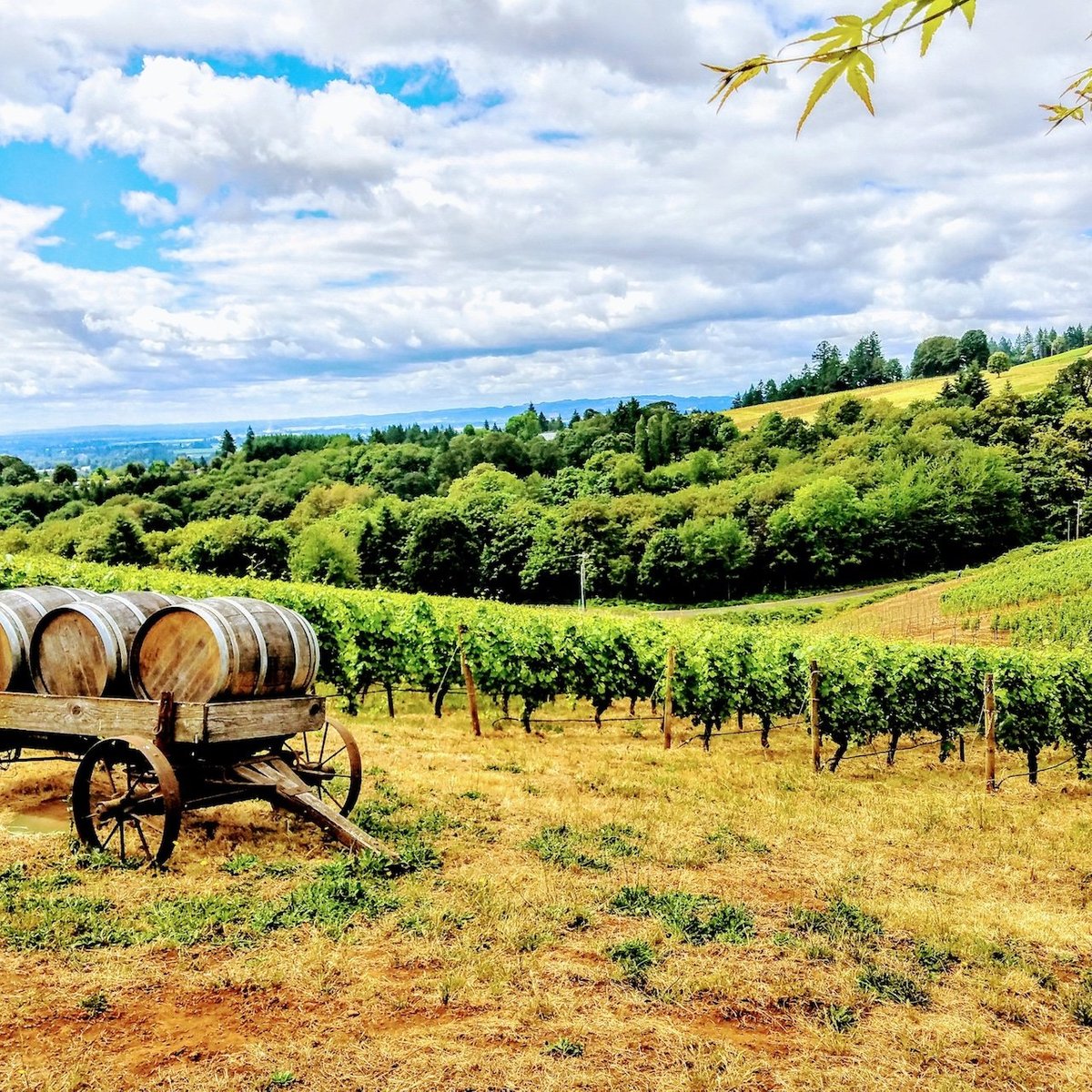 Country experience. Уилламетт (Долина). Винный тур. Вилламетт. Винный тур фото и картинки.