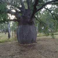 Roma's Biggest Bottle Tree