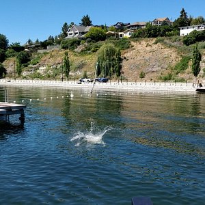 Prospera PLace - Home of WHL Kelowna Rockets - Picture of Prospera Place, Kelowna - Tripadvisor