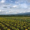 Things To Do in Flower Land Kamifurano, Restaurants in Flower Land Kamifurano