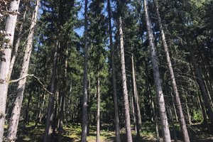 Zimmer und Suite