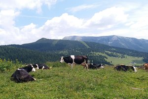 Oda ve Süit
