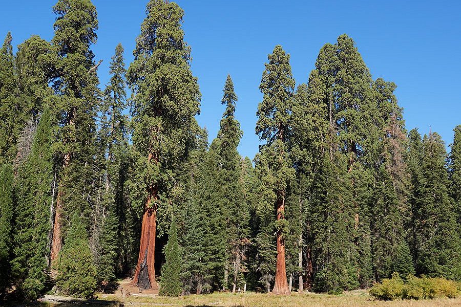 Big Trees Trail image