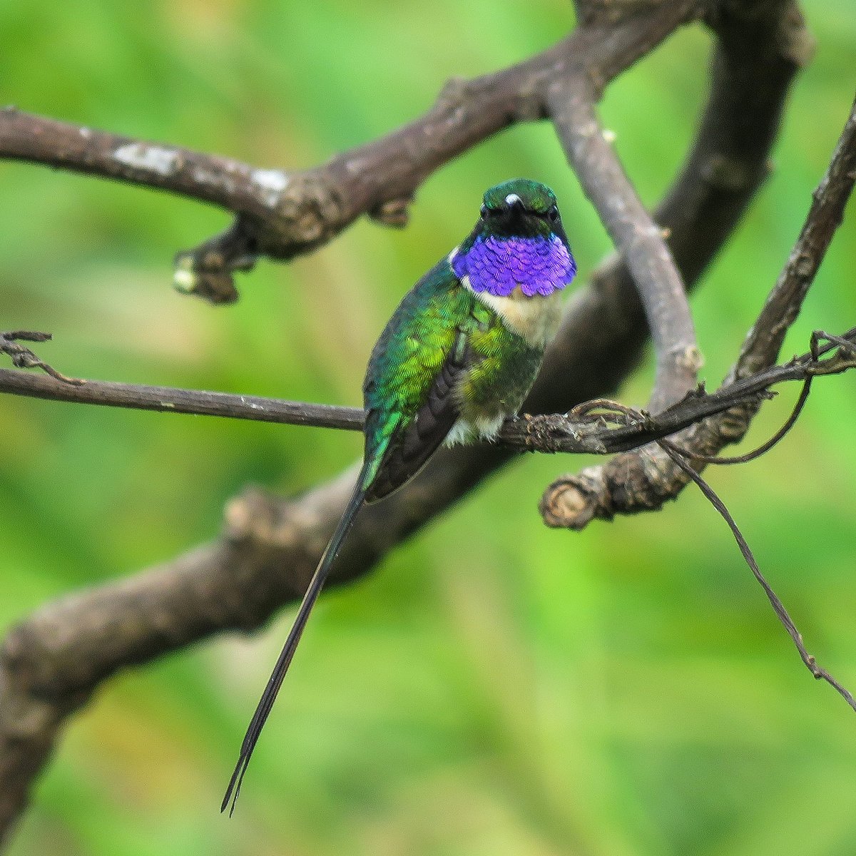 https://dynamic-media-cdn.tripadvisor.com/media/photo-o/13/b7/28/ab/slender-sheartail-hermoso.jpg?w=1200&h=1200&s=1