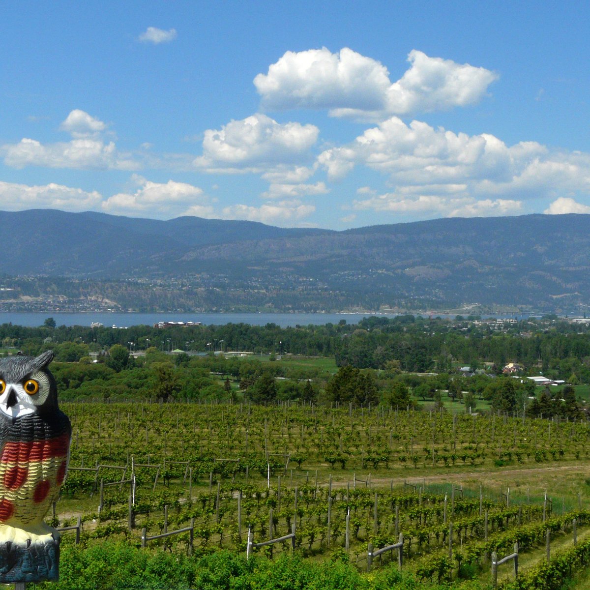 Tantalus Vineyards (2025) - All You Need to Know BEFORE You Go (with  Reviews)
