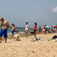 spiaggia cani