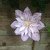 Lorna H