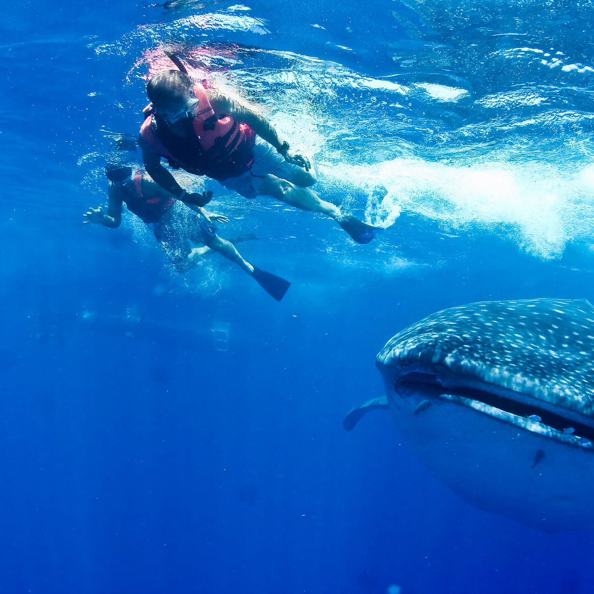 Swim With Whale Sharks - All You Need to Know BEFORE You Go (2024)