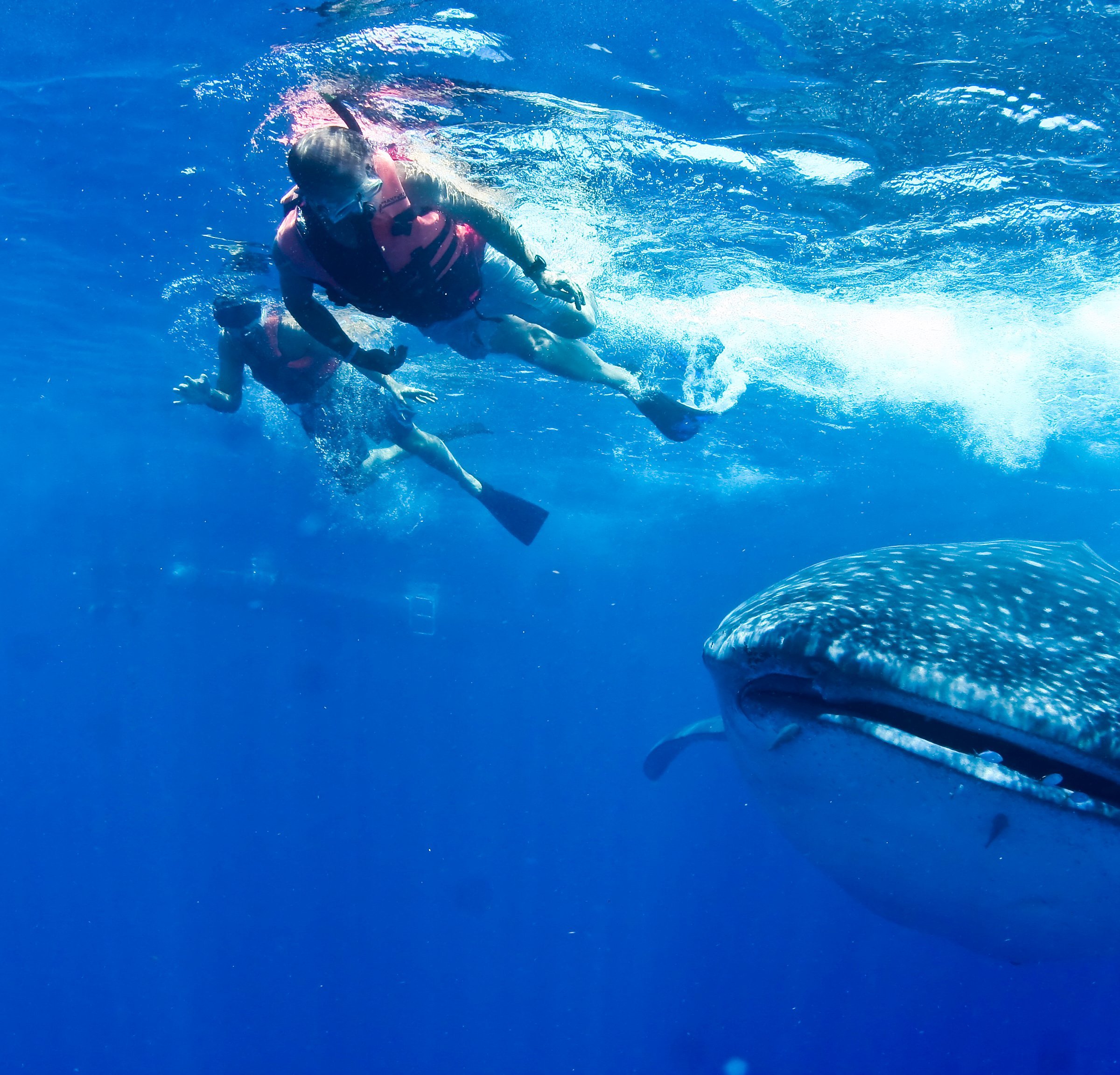 Swim With Whale Sharks - All You Need to Know BEFORE You Go (2024)