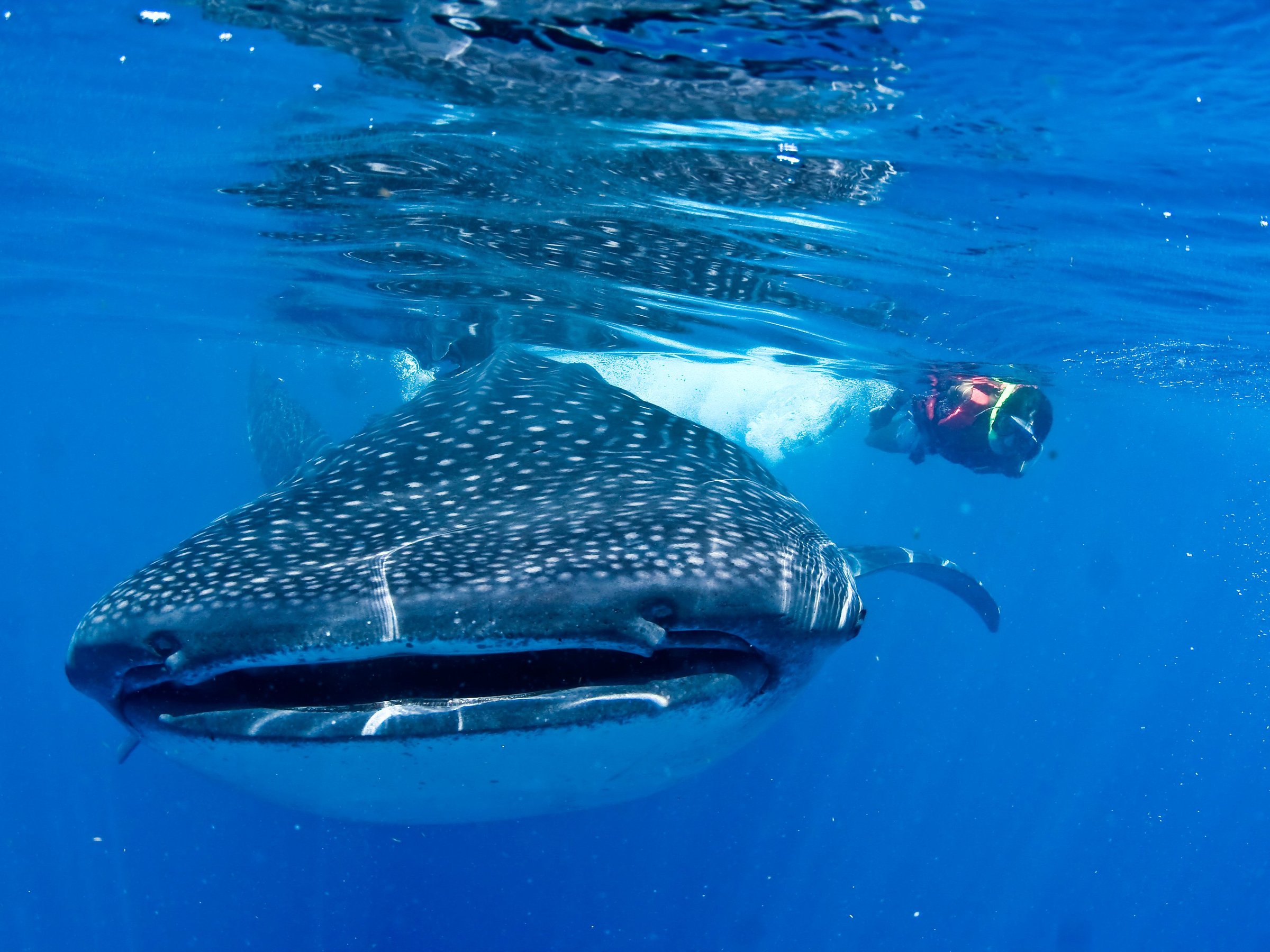 swim with whale sharks cancun