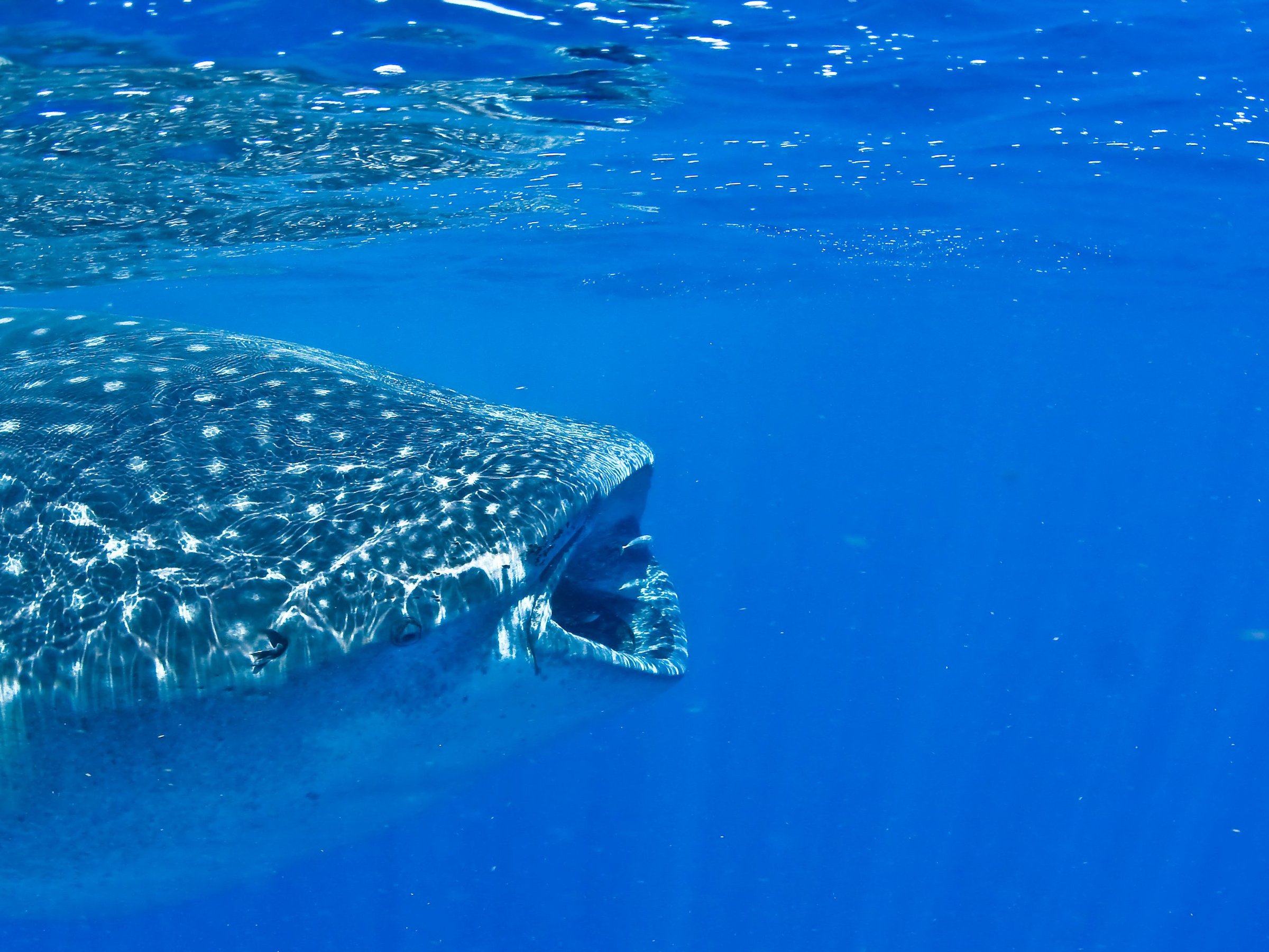 swim with whales cancun