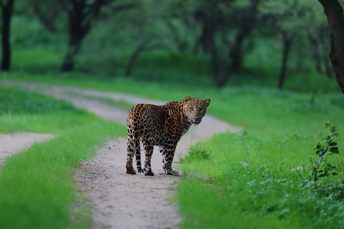 Wild Trail Safari (jaipur, India): Address, Phone Number - Tripadvisor