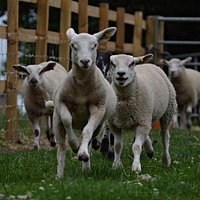Lambs Legging it!!
