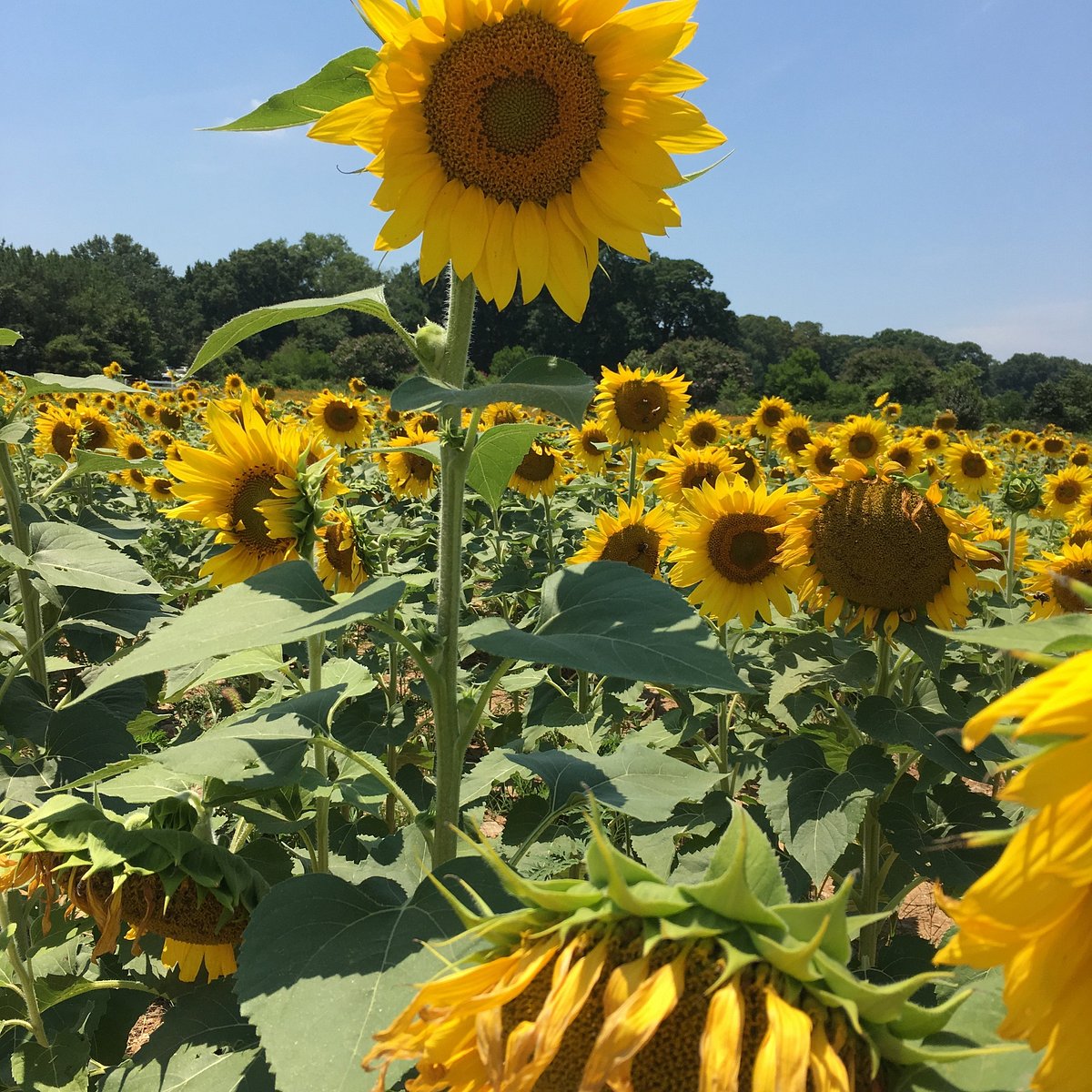 Dorothea Dix Park (Raleigh) - All You Need to Know BEFORE You Go