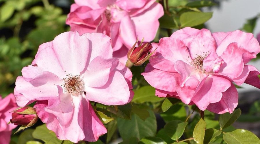 Rosebush "Romanze"