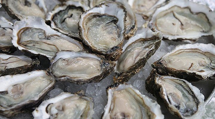 Oysters