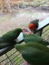 RoobieD