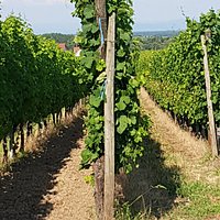 Vignes