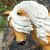 Happyschleichgi... P