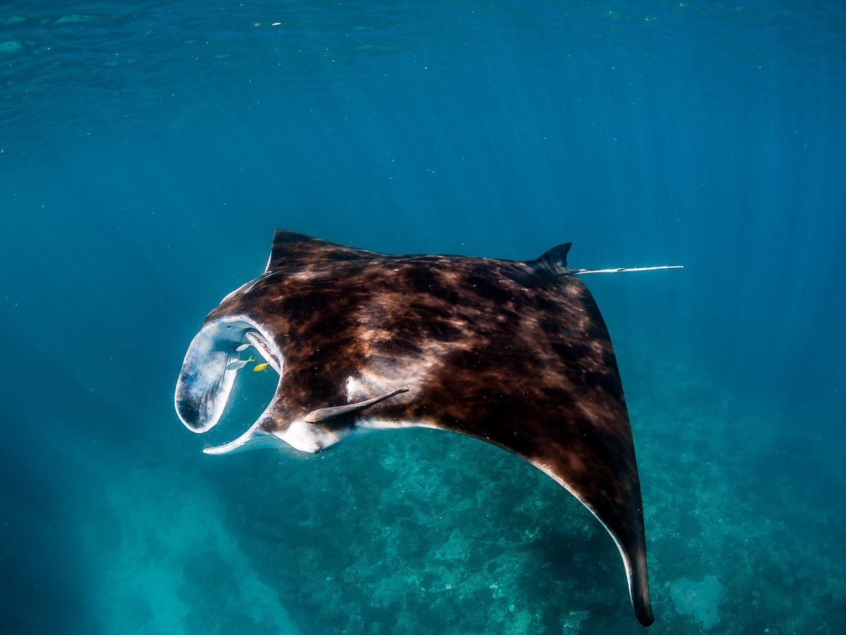 Live Ningaloo (Exmouth): All You Need to Know BEFORE You Go