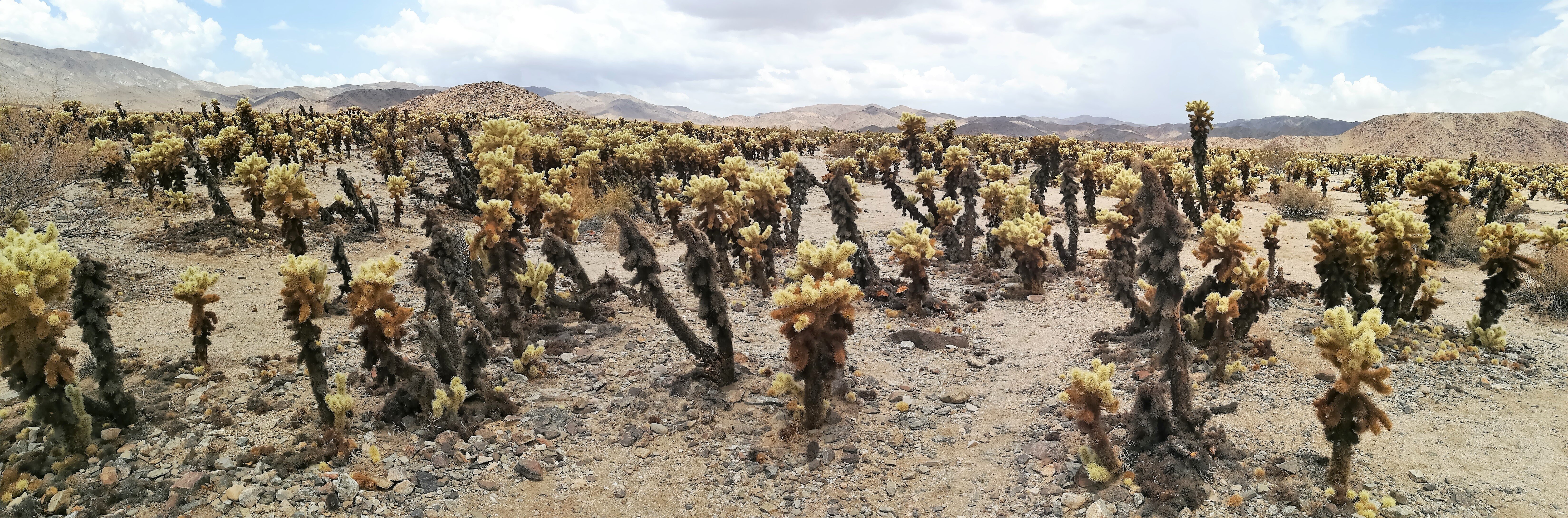 Cholla Cactus Garden 2025 All You Need To Know BEFORE You Go With Panoramablick Uber Die