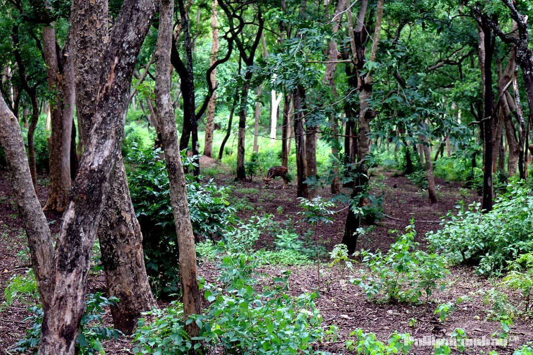 tourlens: MUNNAR