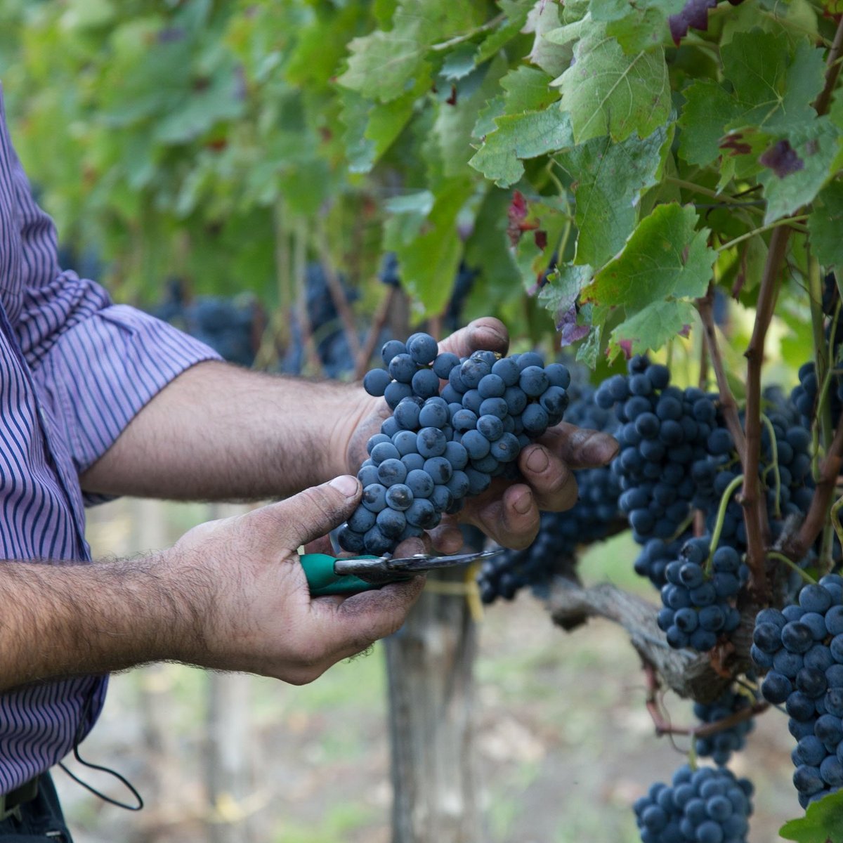 Cantine Luigi Ruggiero - All You Need to Know BEFORE You Go (2024)