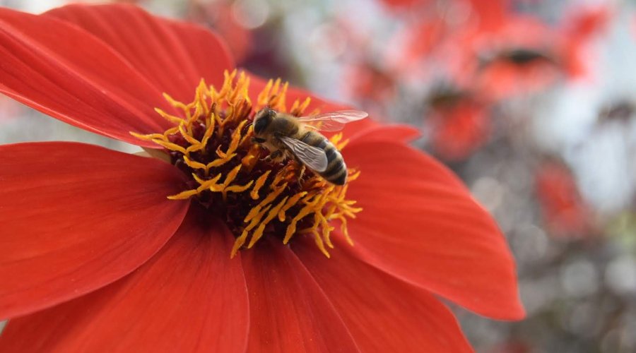 Honneybees, collecting nectar and pollen(the beehives belongs to Åbogen Gartneri)