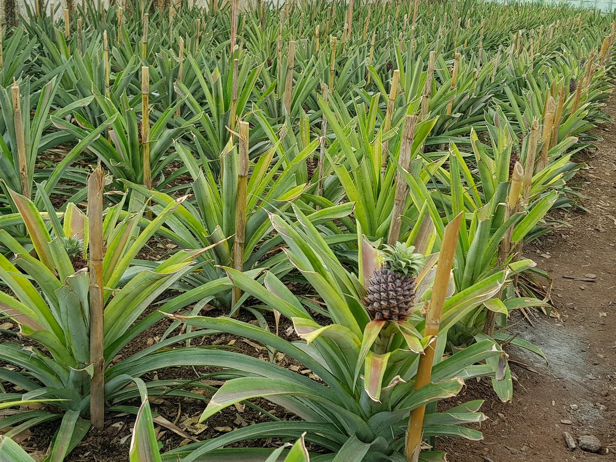 ARRUDA PINEAPPLE PLANTATION (2024) All You Need to Know BEFORE You Go ...