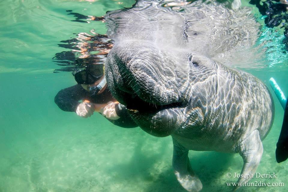 FUN 2 DIVE MANATEE TOURS (Crystal River) - All You Need to Know BEFORE ...